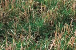 Alm. Rajgræs - Talgo Dipl.