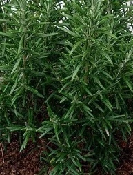 Rosmarinus Officinalis