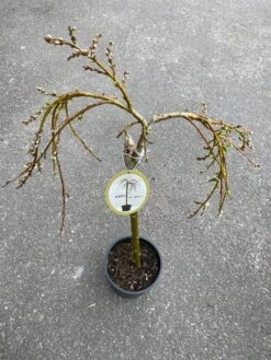 Salix Caprea 23 Cm Potte