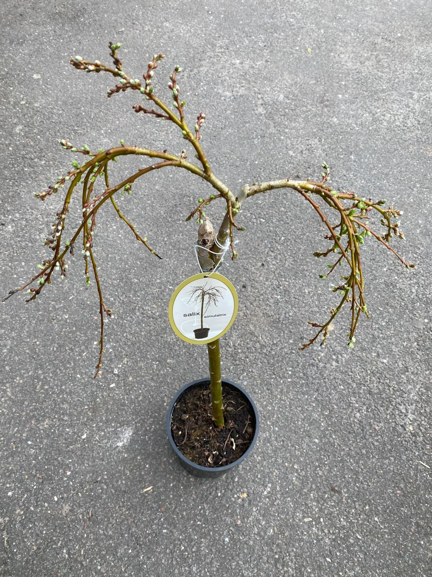 Salix Caprea 23 Cm Potte 1 Salix Caprea 23 Cm Potte