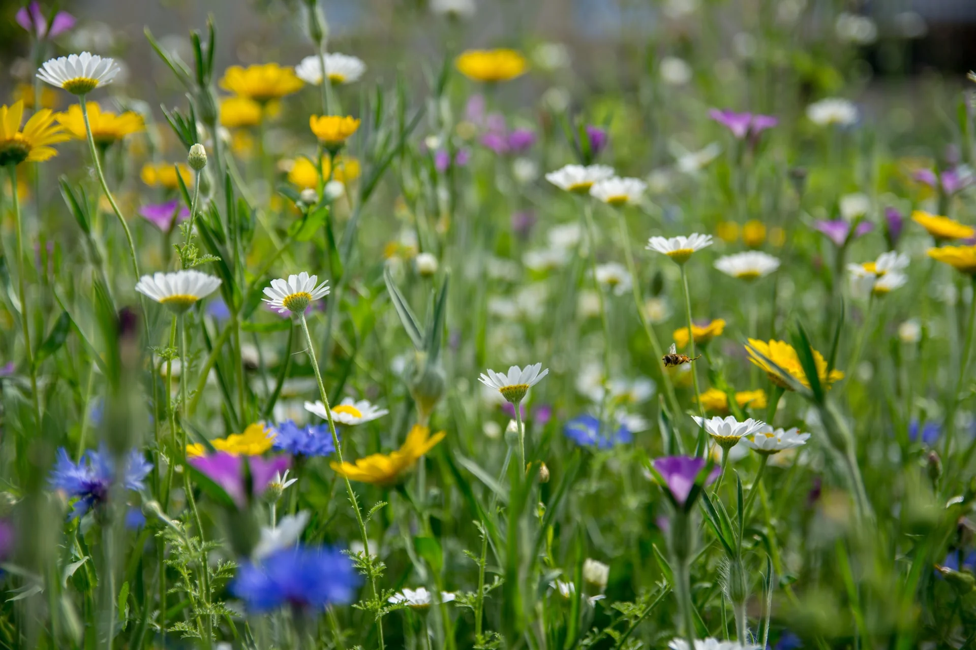 Naturlig Pleje -Naturlig Pleje vild med vilje vilde blomsterfroe naturengen richard bell